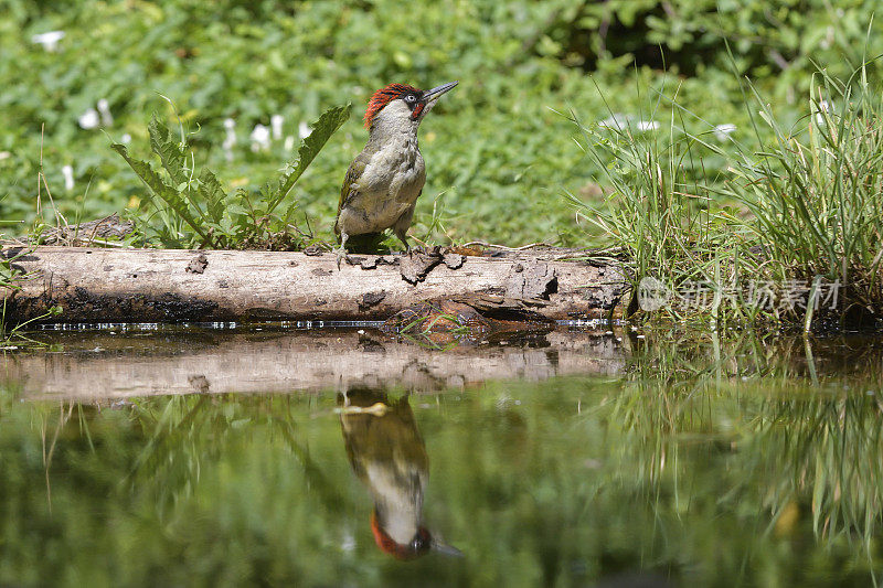 绿啄木鸟(Picus viridis)